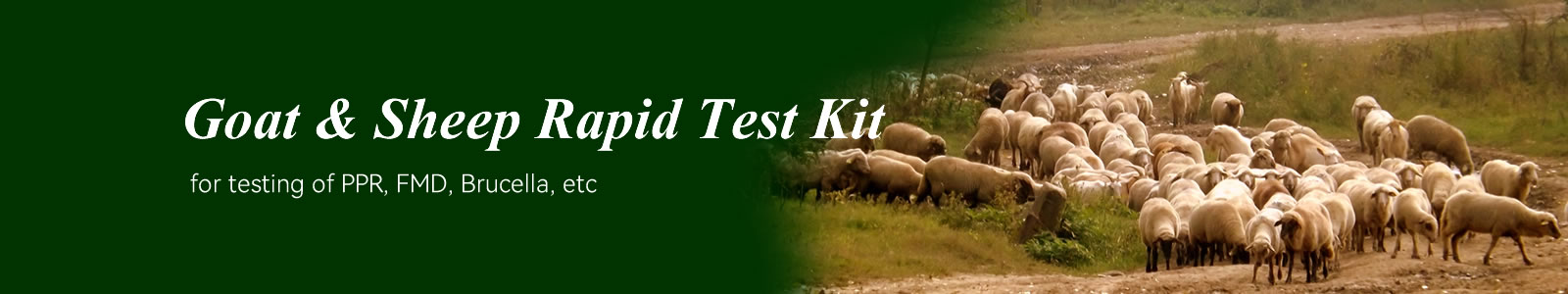 Ringbio Goat & Sheep Rapid Test Kit