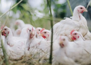 Avian influenza virus test kits and solutions