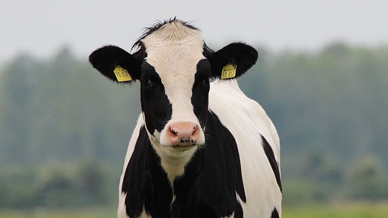 Testing of avian influenza in cows