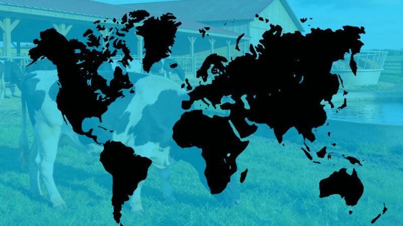  A glance at foot and mouth disease